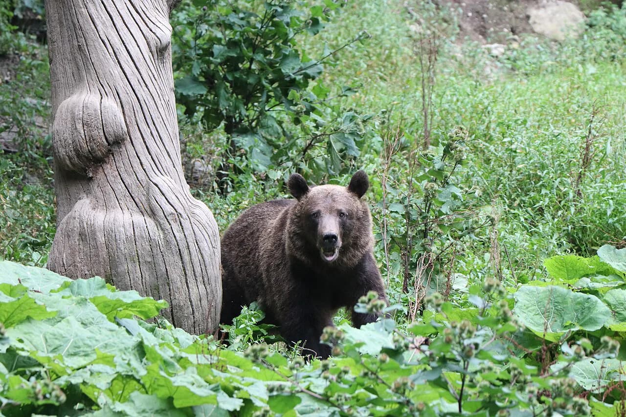 Romania Bears: Watching Safely in the Carpathians