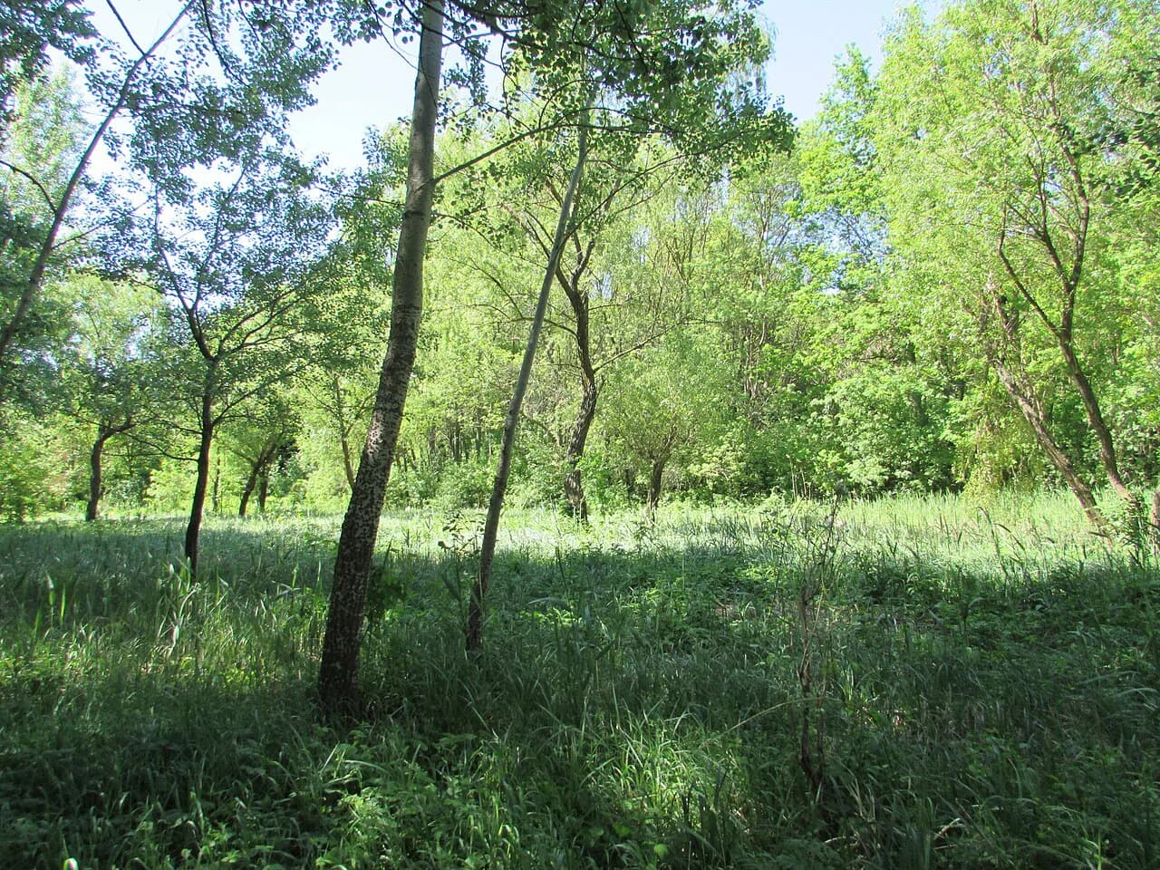 Botanical Garden Iași: Visiting the Anastasie Fătu Garden