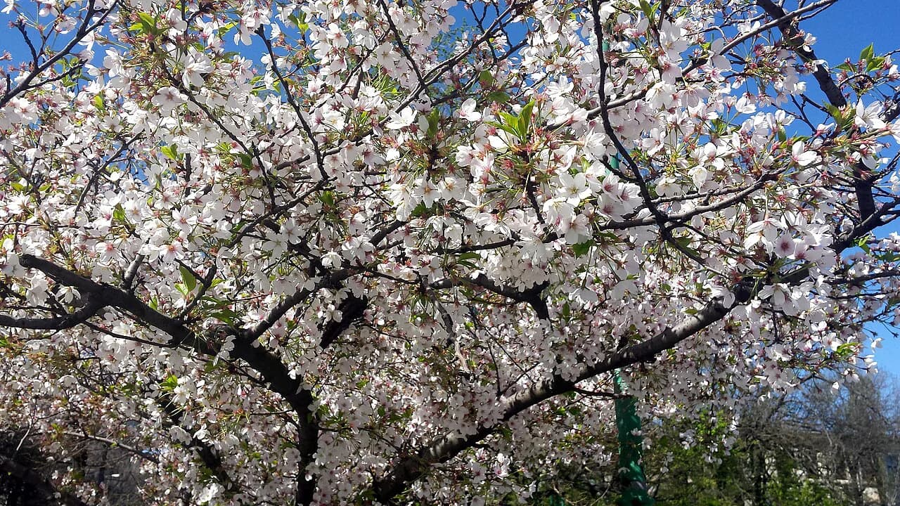 Cișmigiu Gardens, Bucharest: What to See and How Long to Allow