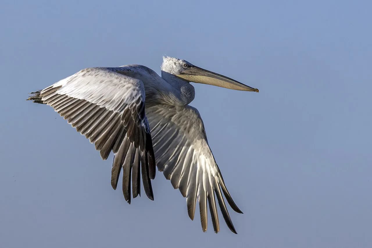Danube Delta Birds: Species, Places and How Birding Trips Run