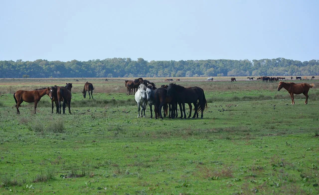Letea Forest, Danube Delta: Visiting the Oak-and-Sand Forest