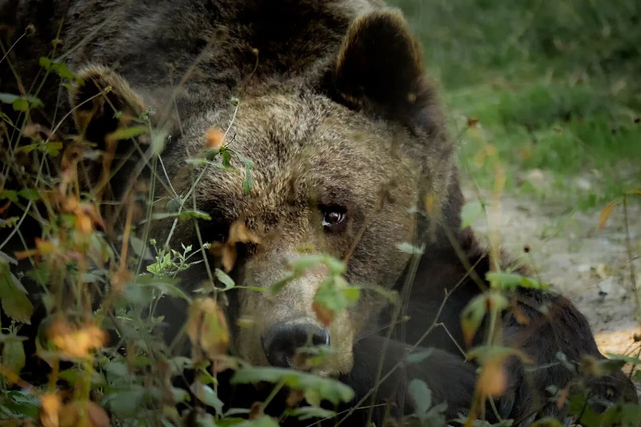 Libearty Bear Sanctuary Zărnești: Visiting the Rescued Bears