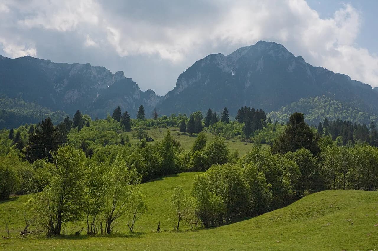Wolves in Romania: Where They Live and How to See Them