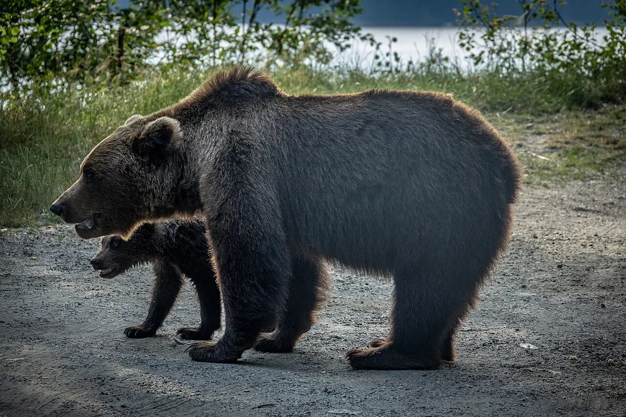 Transfăgărășan Bears: Why They Come to the Road and How to Stay Safe