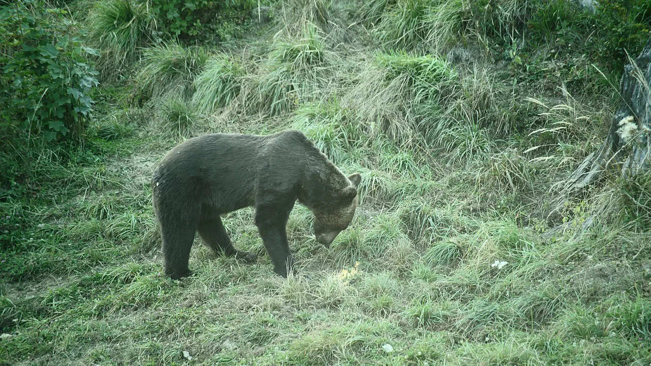 Brown bear foraging in long grass in Romania.