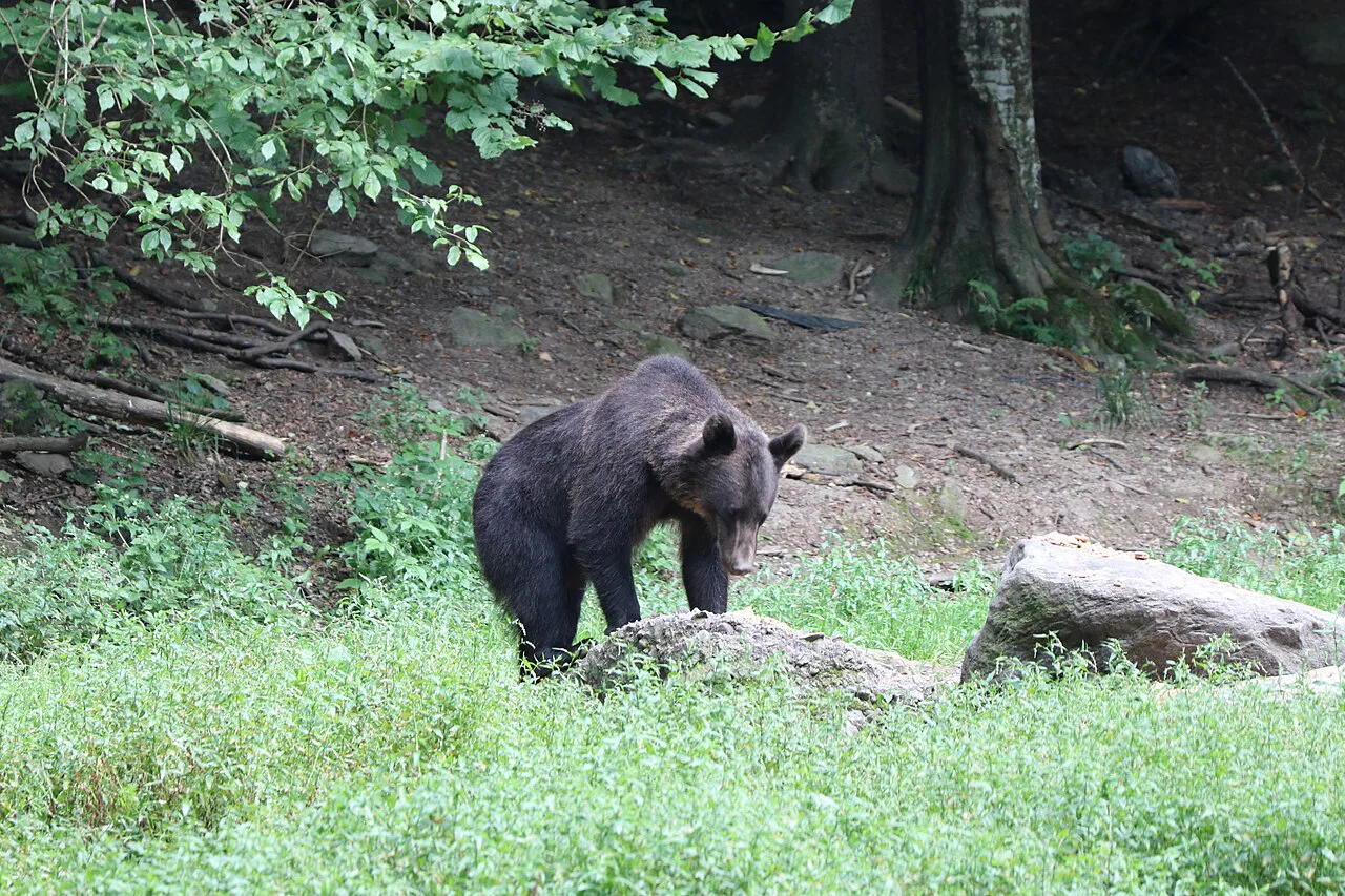 Brown bear on a forest slope in Romania.