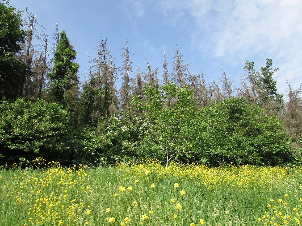 A wildflower meadow in the Botanical Garden, Iași.