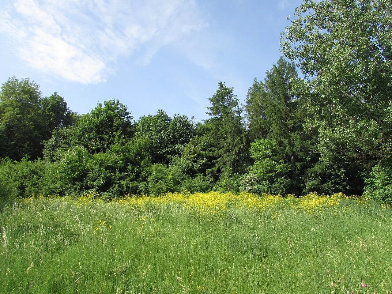 A meadow in the Botanical Garden, Iași.