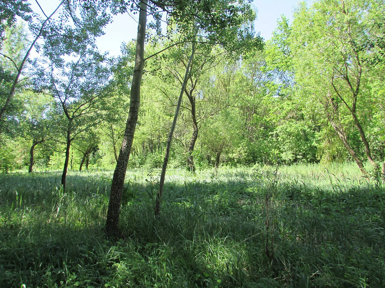 Woodland in the Botanical Garden, Iași.