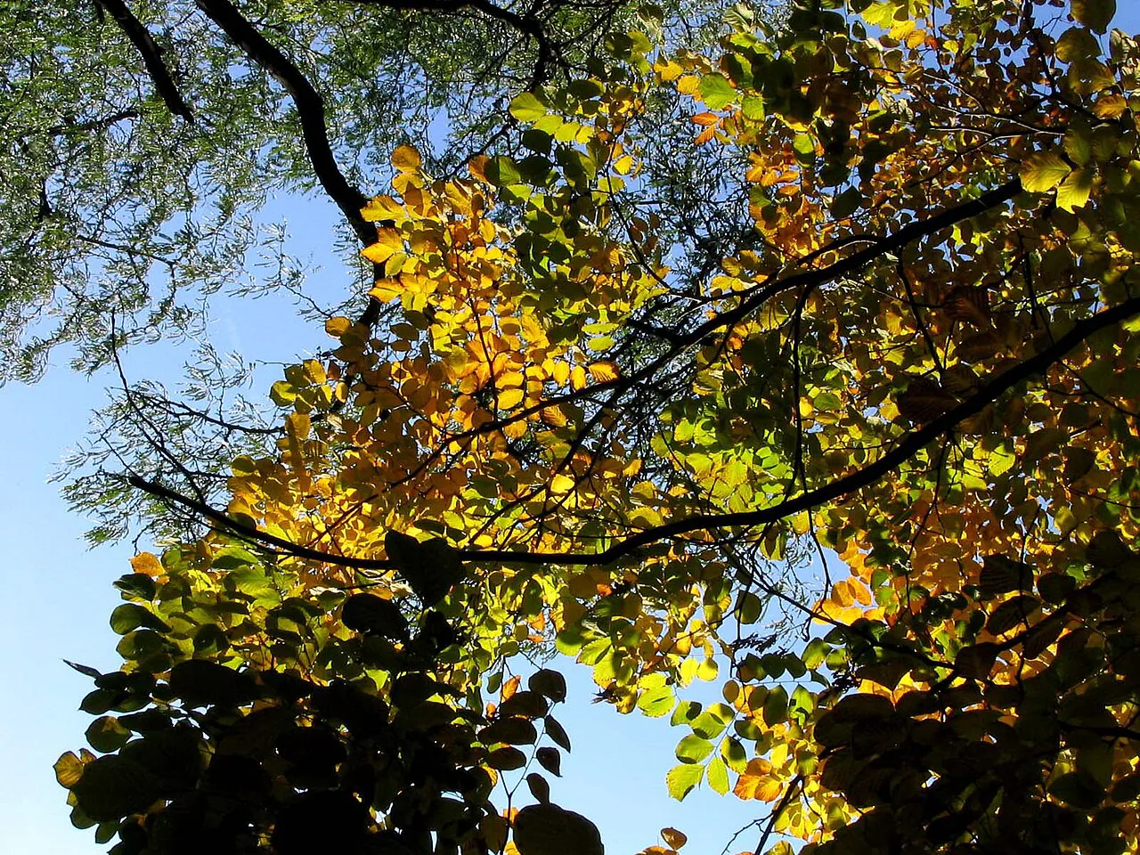 Autumn foliage in the Bucharest Botanical Garden.