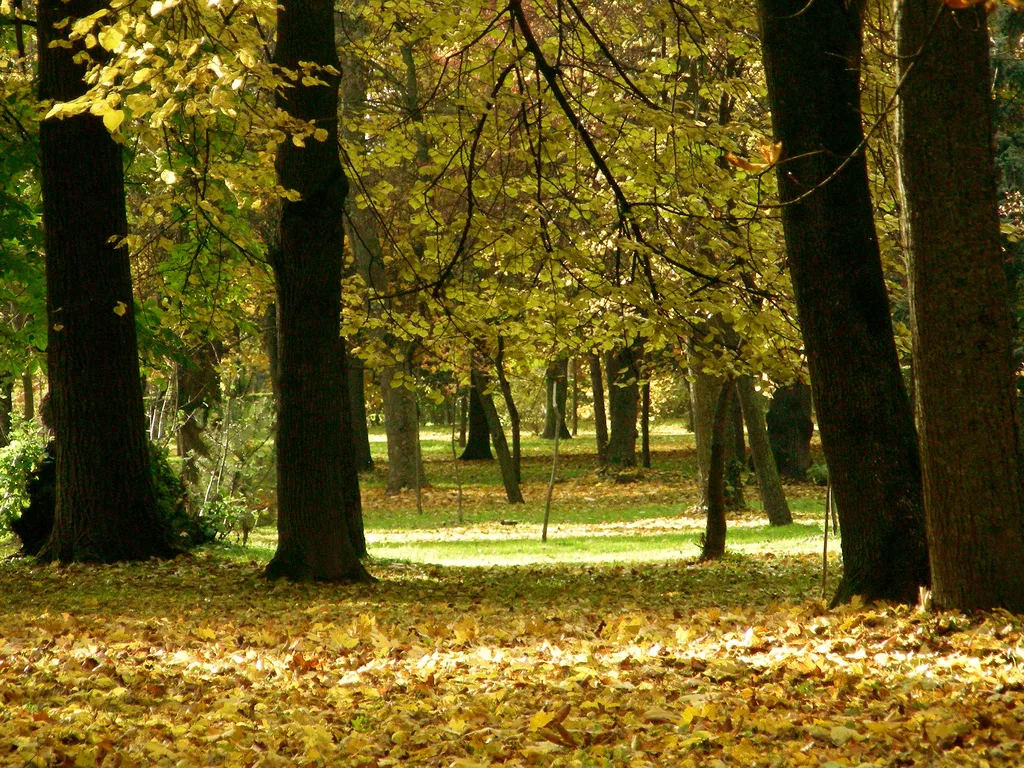 Old chestnut trees in Central Park (Parcul Central), Cluj-Napoca, in autumn.
