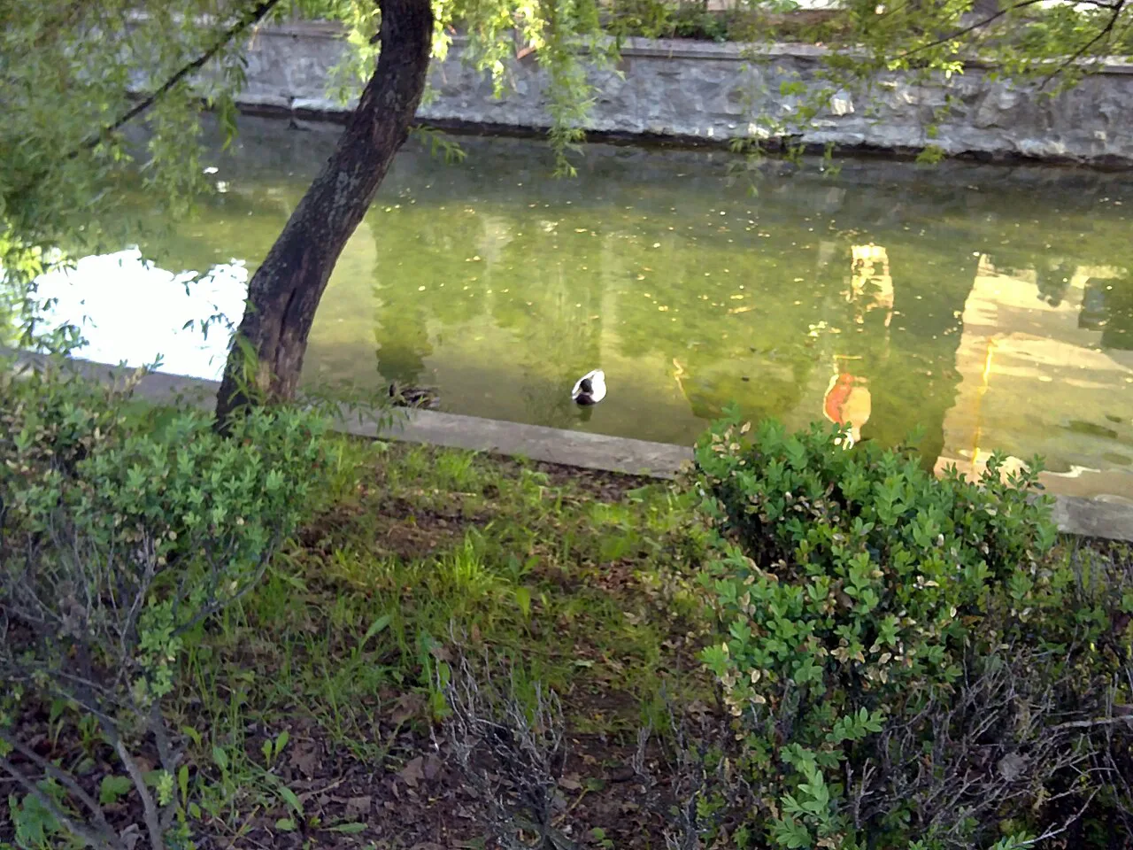 The lake in Central Park, Cluj-Napoca.