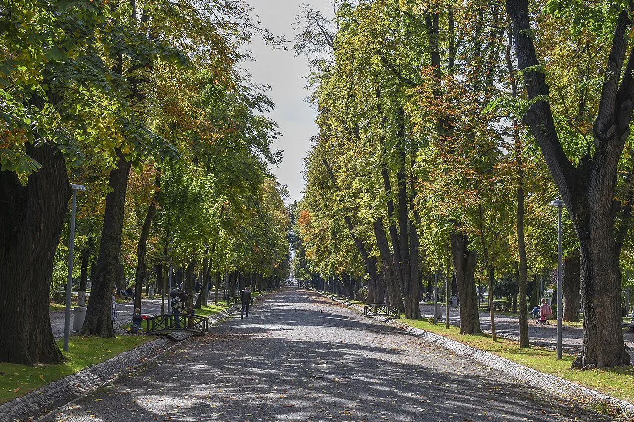 A tree-lined avenue in Central Park (Parcul Central), Cluj-Napoca.