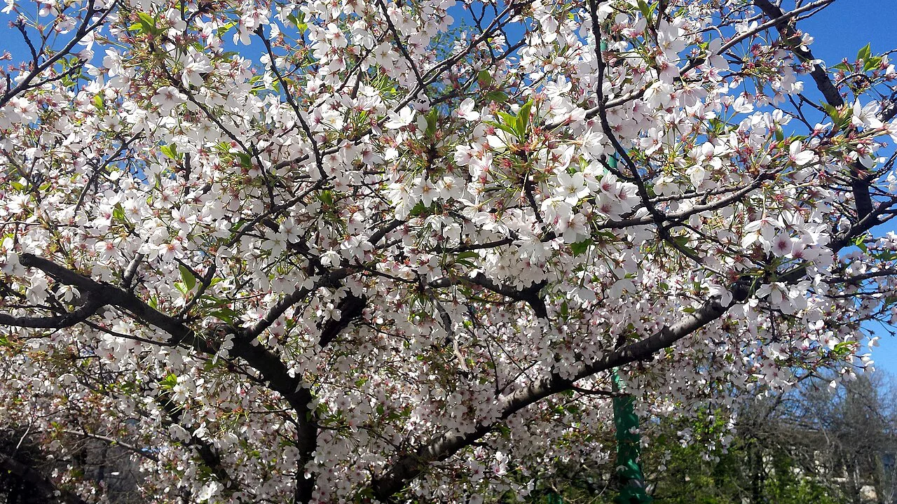 Spring blossom on Aleea Primăverii in Cișmigiu Gardens, Bucharest.