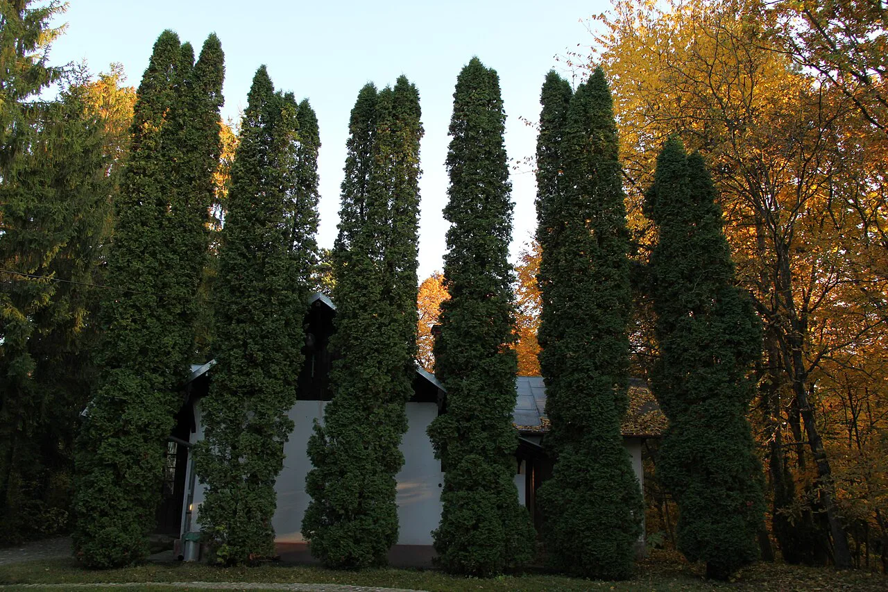 Conifers in the Botanical Garden, Cluj-Napoca.