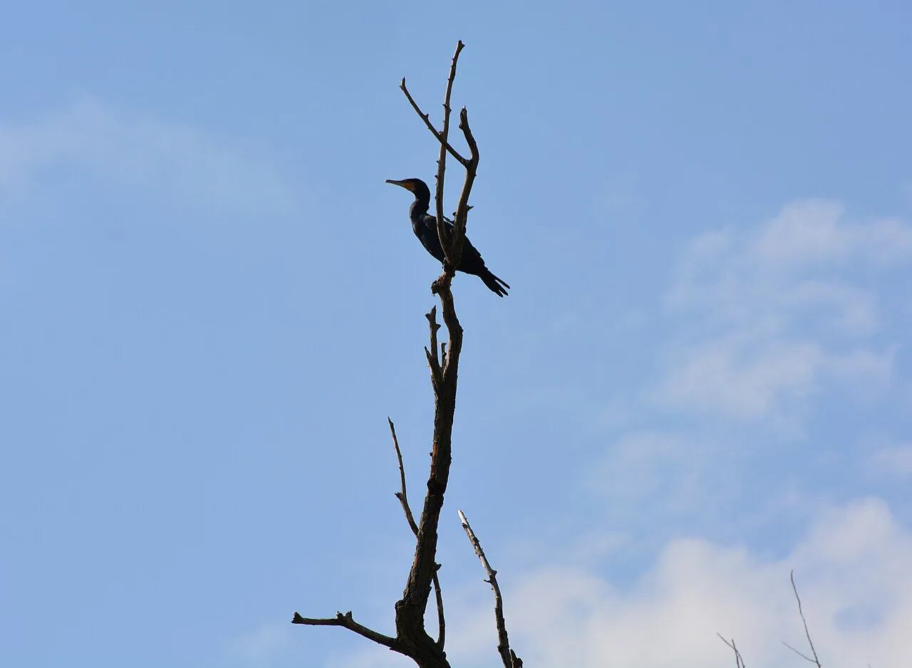 Cormorant on a dead tree in the Danube Delta.