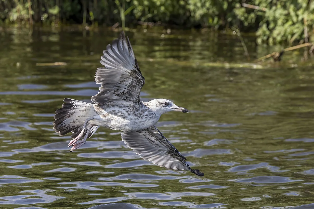 Juvenile Caspian gull in flight in the Danube Delta.
