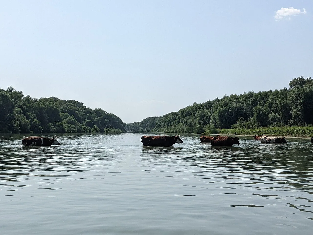 Cows crossing a channel in the Danube Delta.