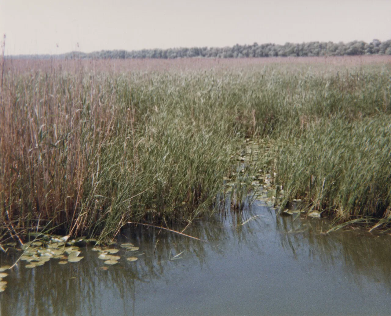 Reed beds in the Danube Delta.