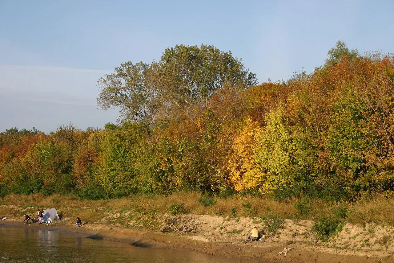 Autumn trees along a channel in the Danube Delta.