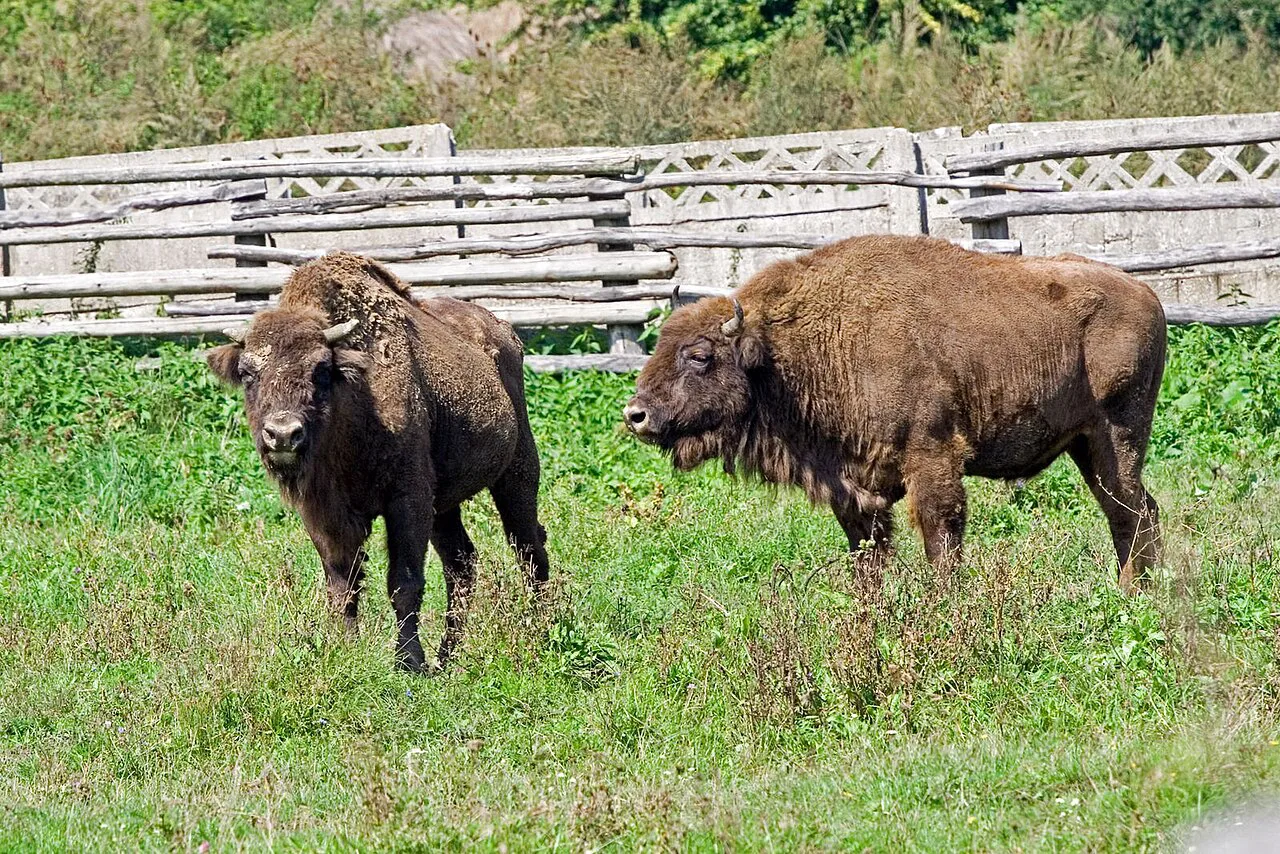 European bison at the Silvașu de Jos reserve near Hațeg.