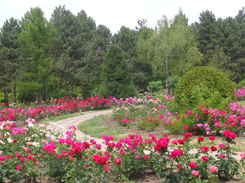 Rose beds in the Iași Botanical Garden.