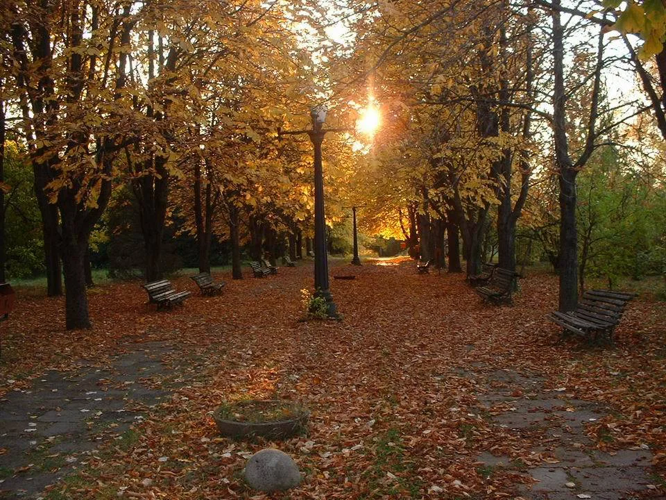 An autumn avenue in the Iași Botanical Garden.