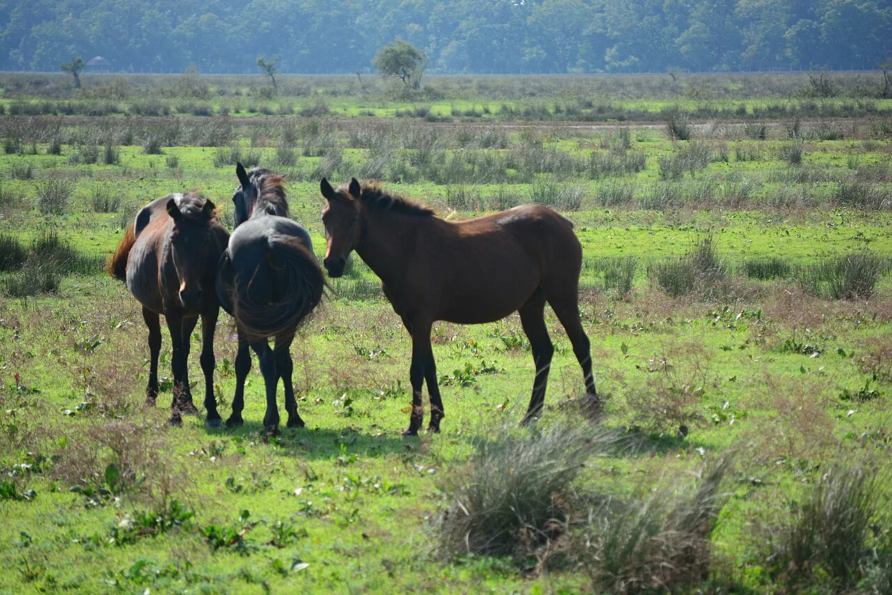 Wild horses in Letea Forest Nature Reserve.