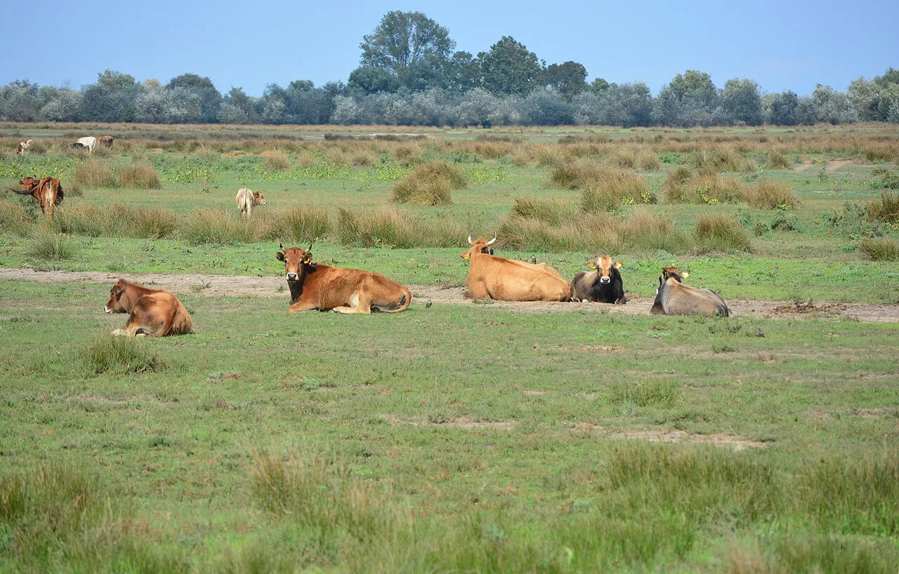 Cattle grazing in Letea Forest Nature Reserve.