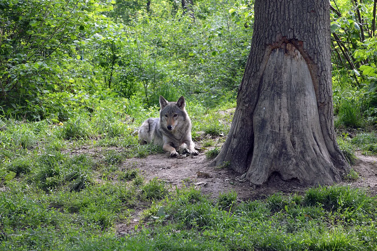 Wolf at the Libearty Bear Sanctuary, Zărnești.