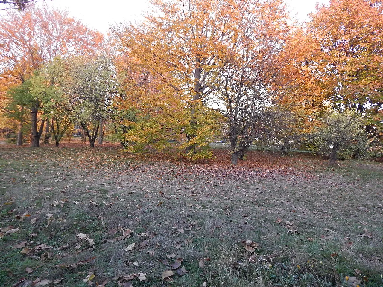 Autumn trees in Copou Park, Iași.