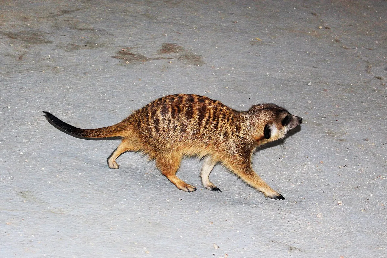 A meerkat at Oradea Zoo.