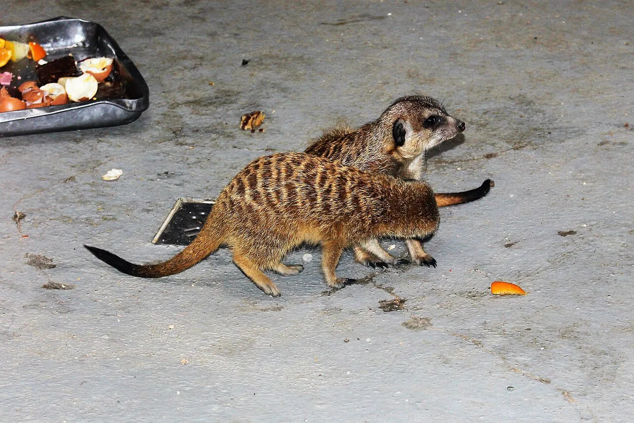 Meerkats feeding at Oradea Zoo.