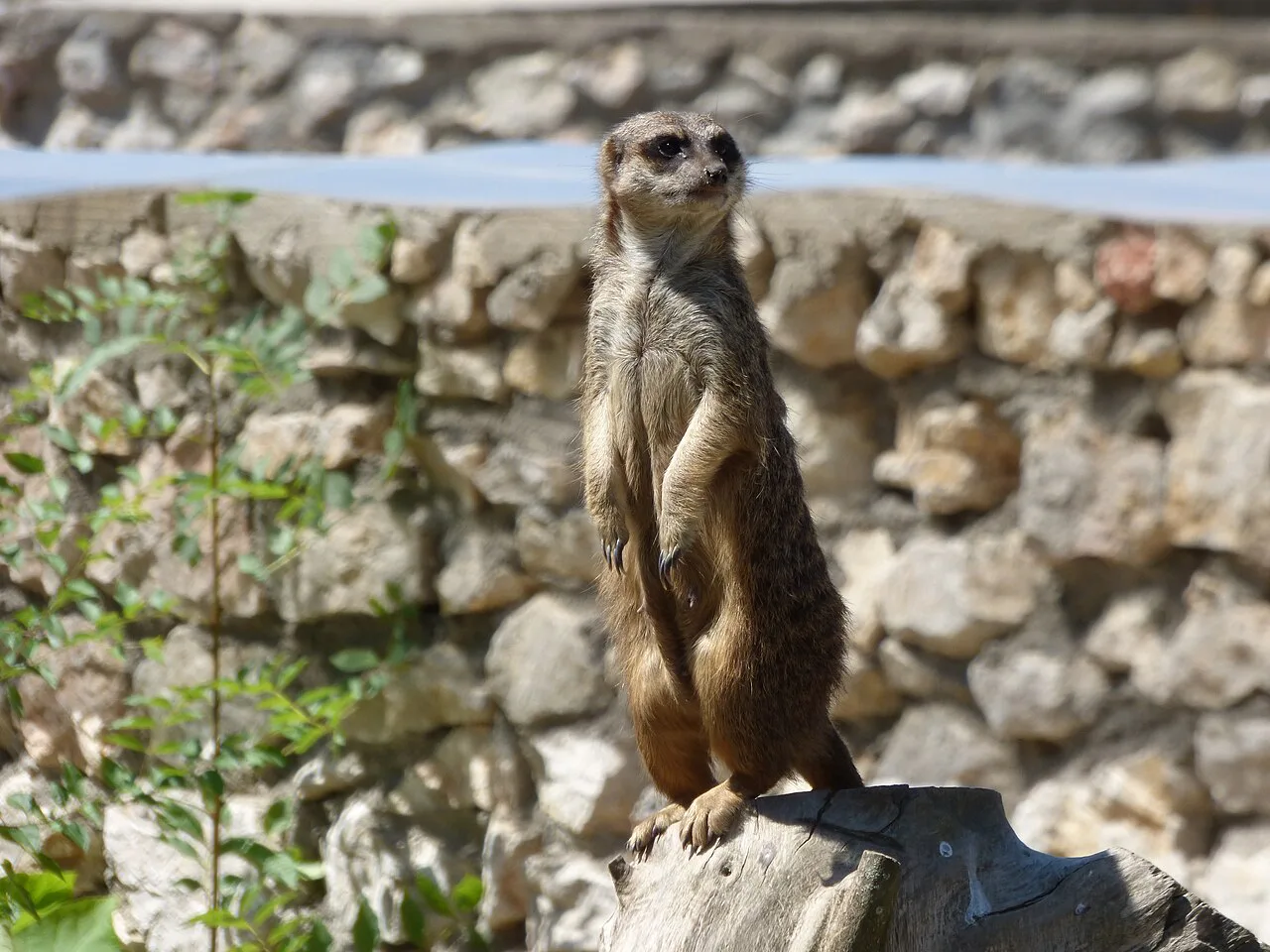A meerkat at Oradea Zoo.