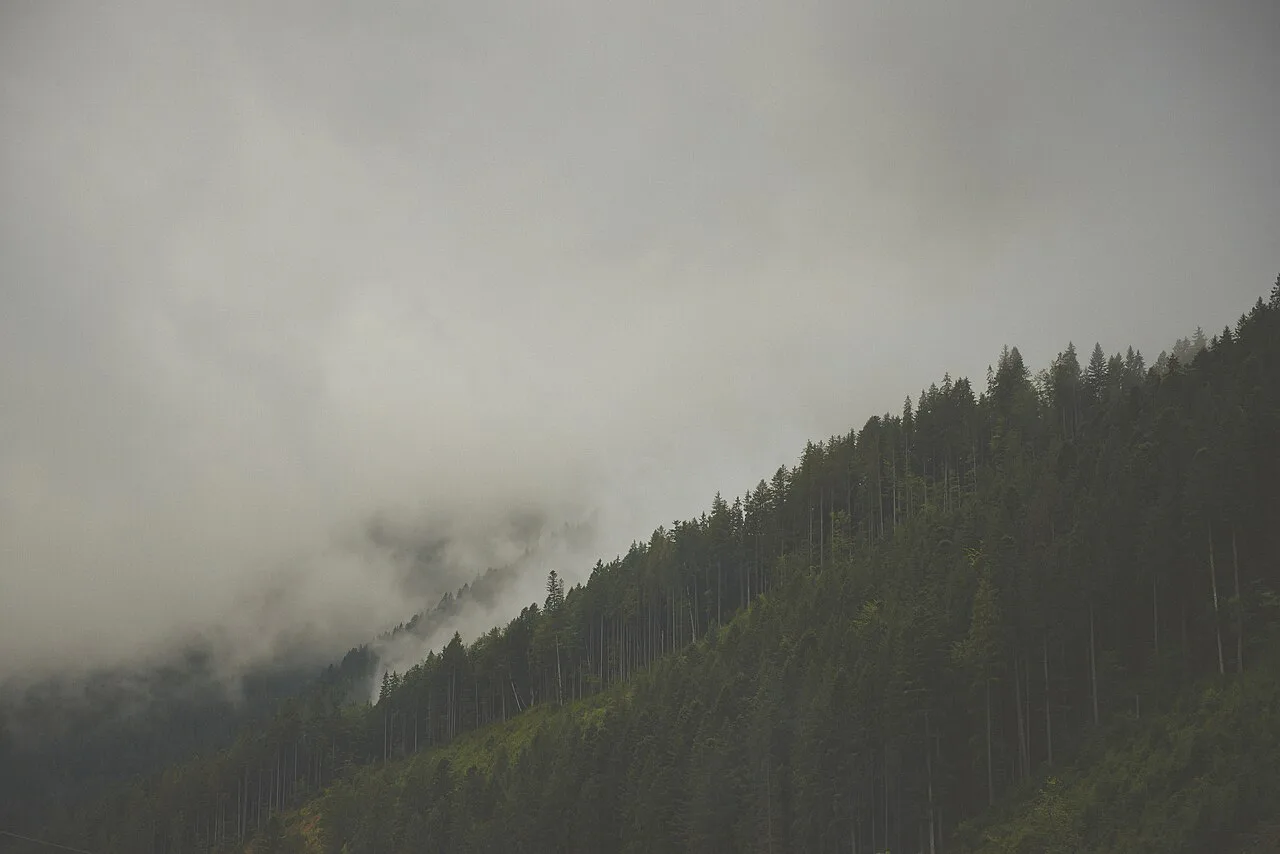 Mist over forested slopes in the Carpathian Mountains.