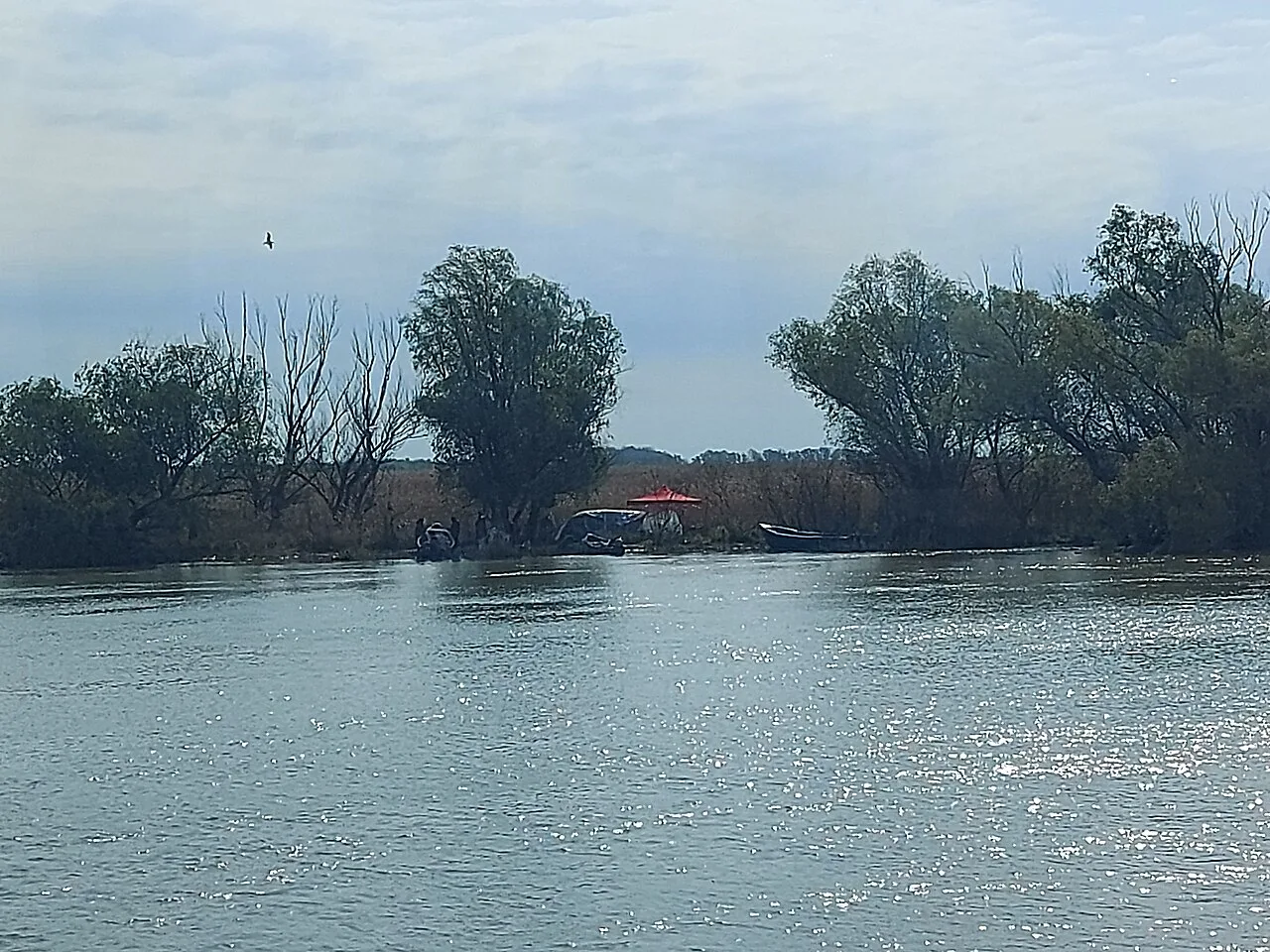 Trees along the Sfântu Gheorghe arm of the Danube.
