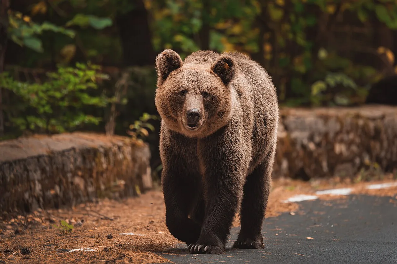 Female brown bear on the Transfăgărășan road near Lake Vidraru.