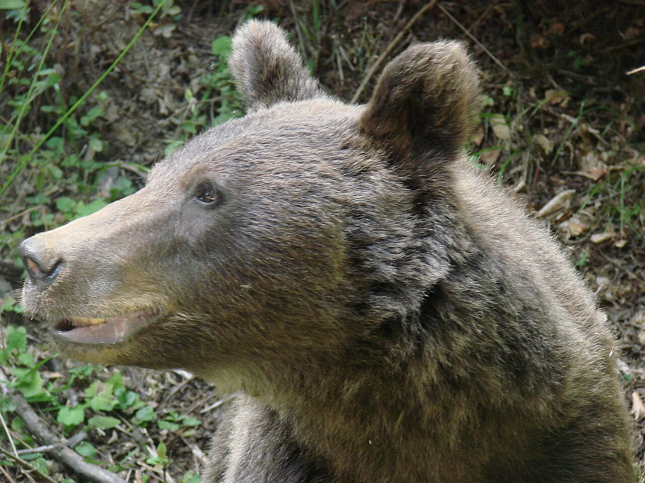 Brown bear near the Transfăgărășan road in the Făgăraș Mountains.