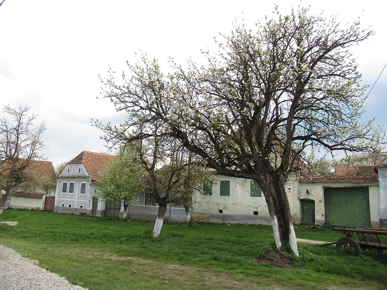 Village houses and an old tree in Viscri.